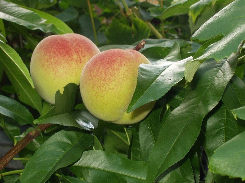 ad