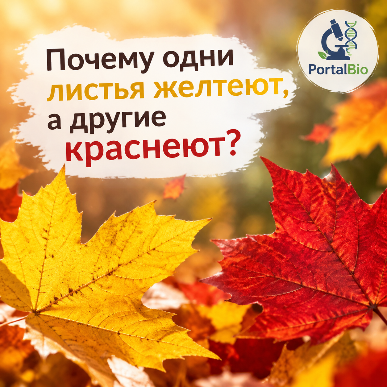 Пигменты осени: почему одни листья желтеют, а другие краснеют