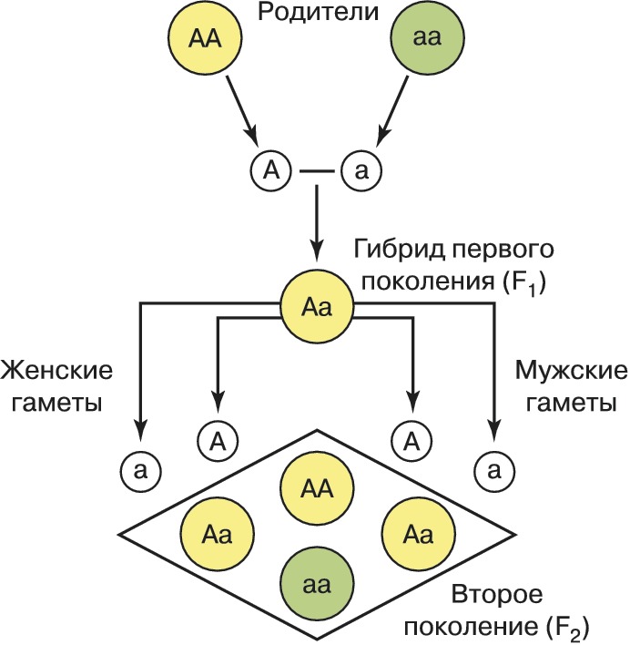 схема первого закона Менделя