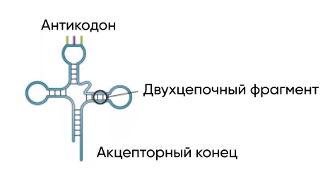 ТРНК