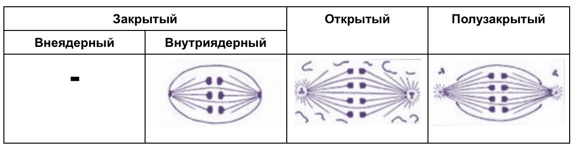 Ортомитоз и его виды 