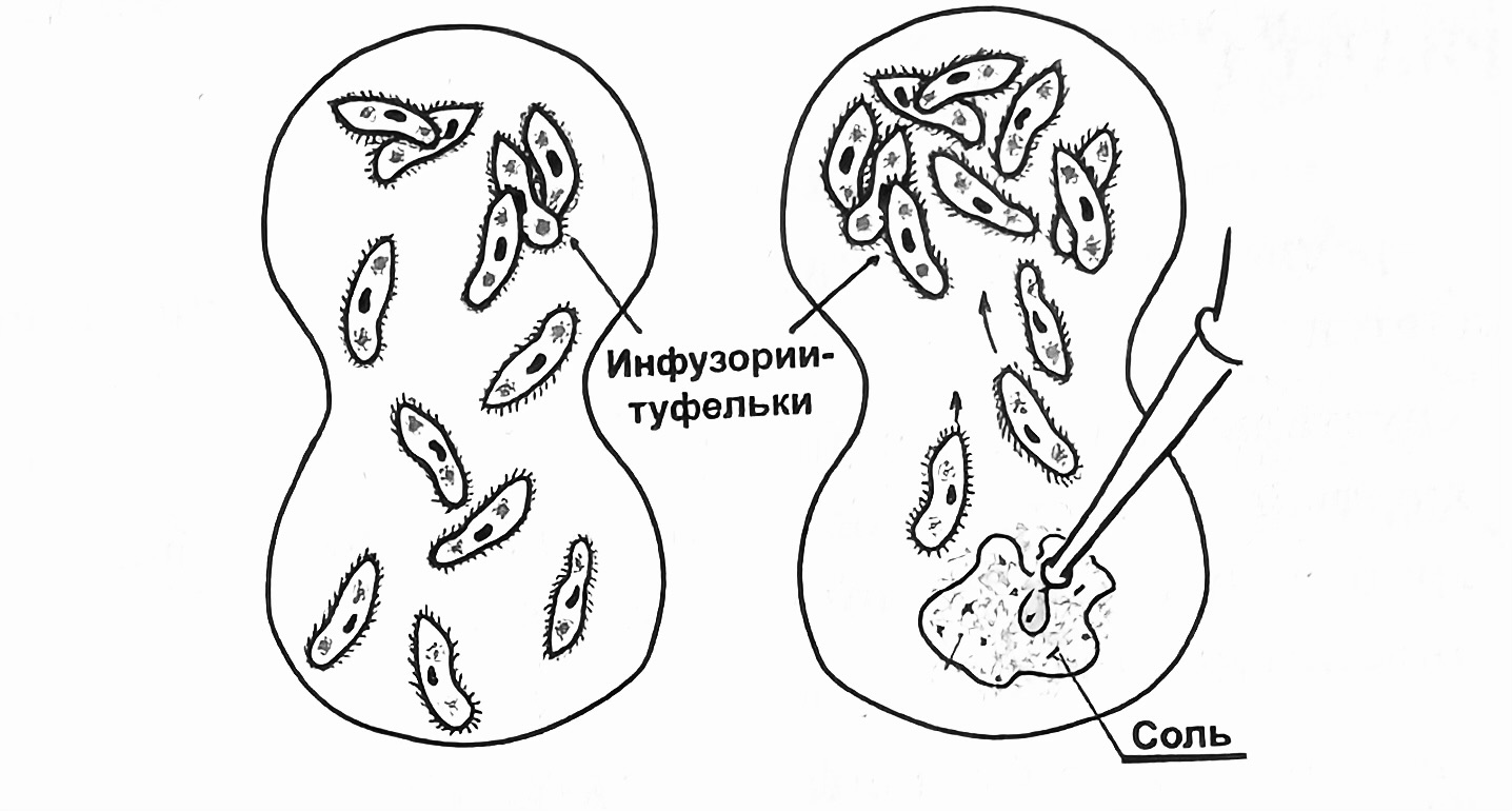 Раздражимость инфузории