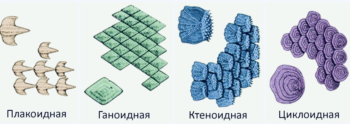 Виды чешуи рыбы 