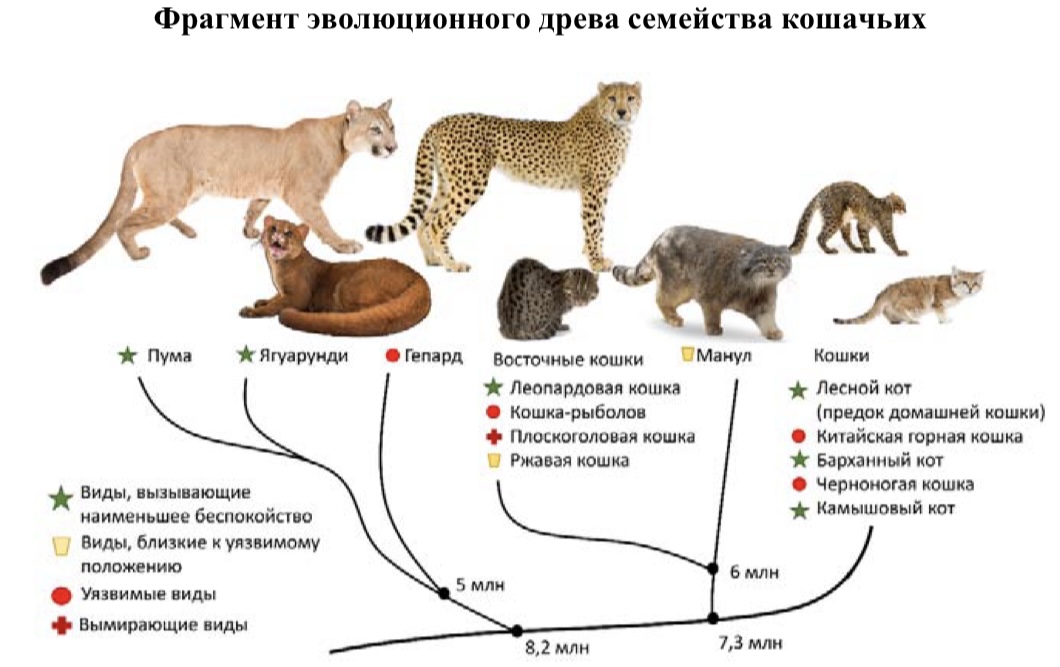 Фрагмент эволюционного древа семейства кошачьих
