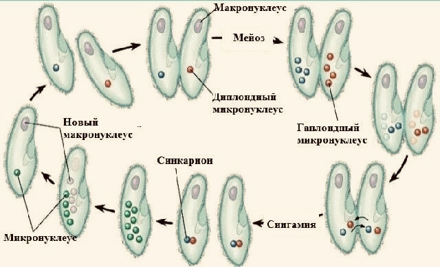 Половое размножение инфузории туфельки