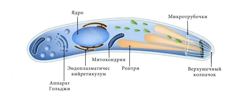Малярийный плазмодий