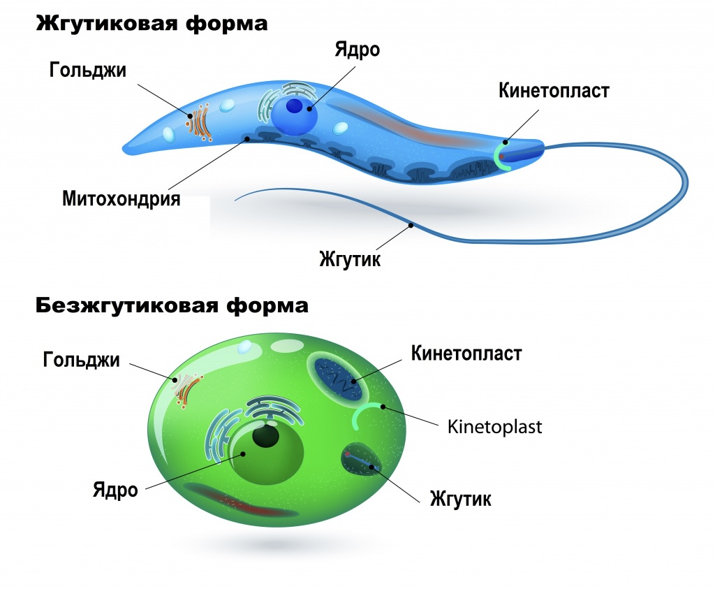 Лейшмания