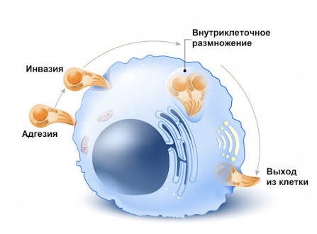 Токсоплазм