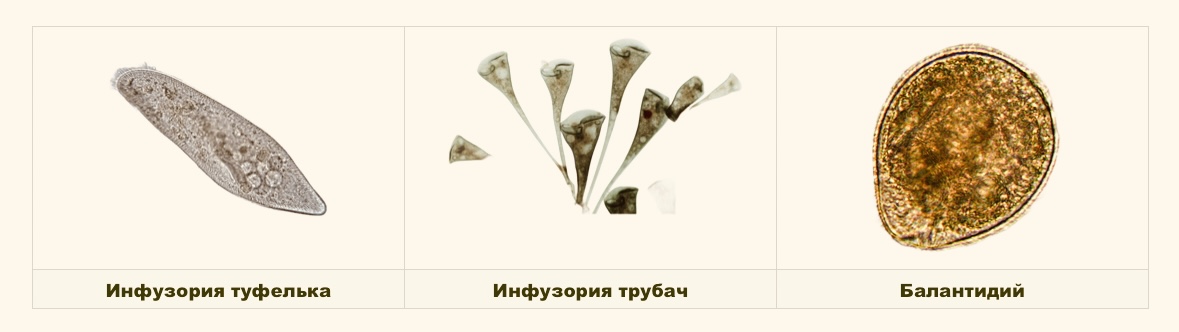 Представители ресничных