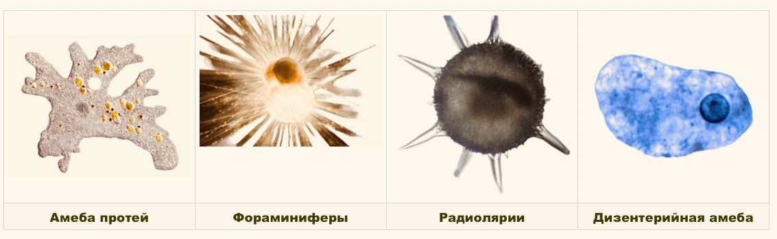Амеба, радиолярии