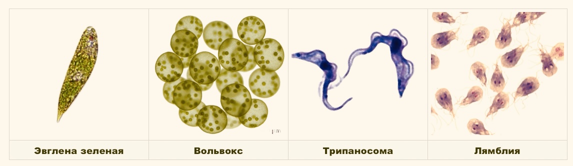 Представители жгутиконосцев