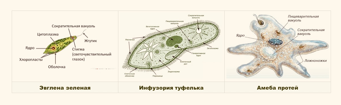 Строение простейших