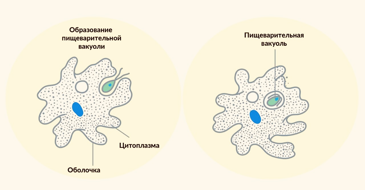 Образование пищеварительной вакуоли на примере амебы
