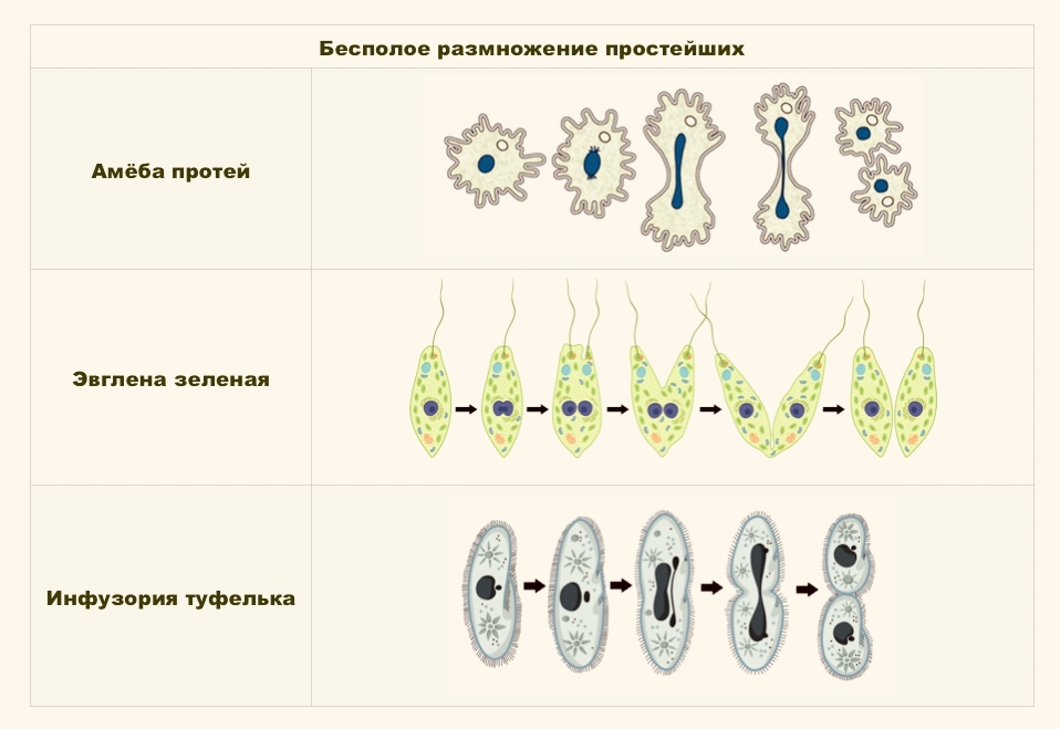 Бесполое размножение простейших