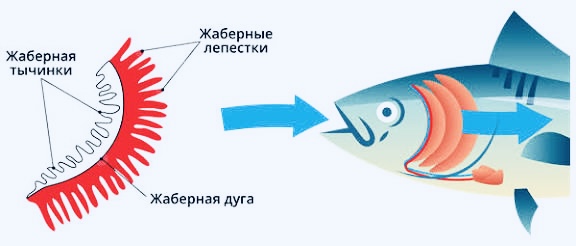 Анатомическое строение жабр 