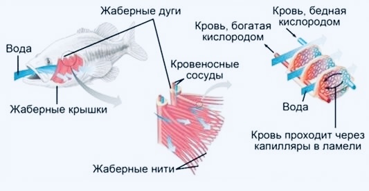 Механизм вдоха и выдоха у рыб 