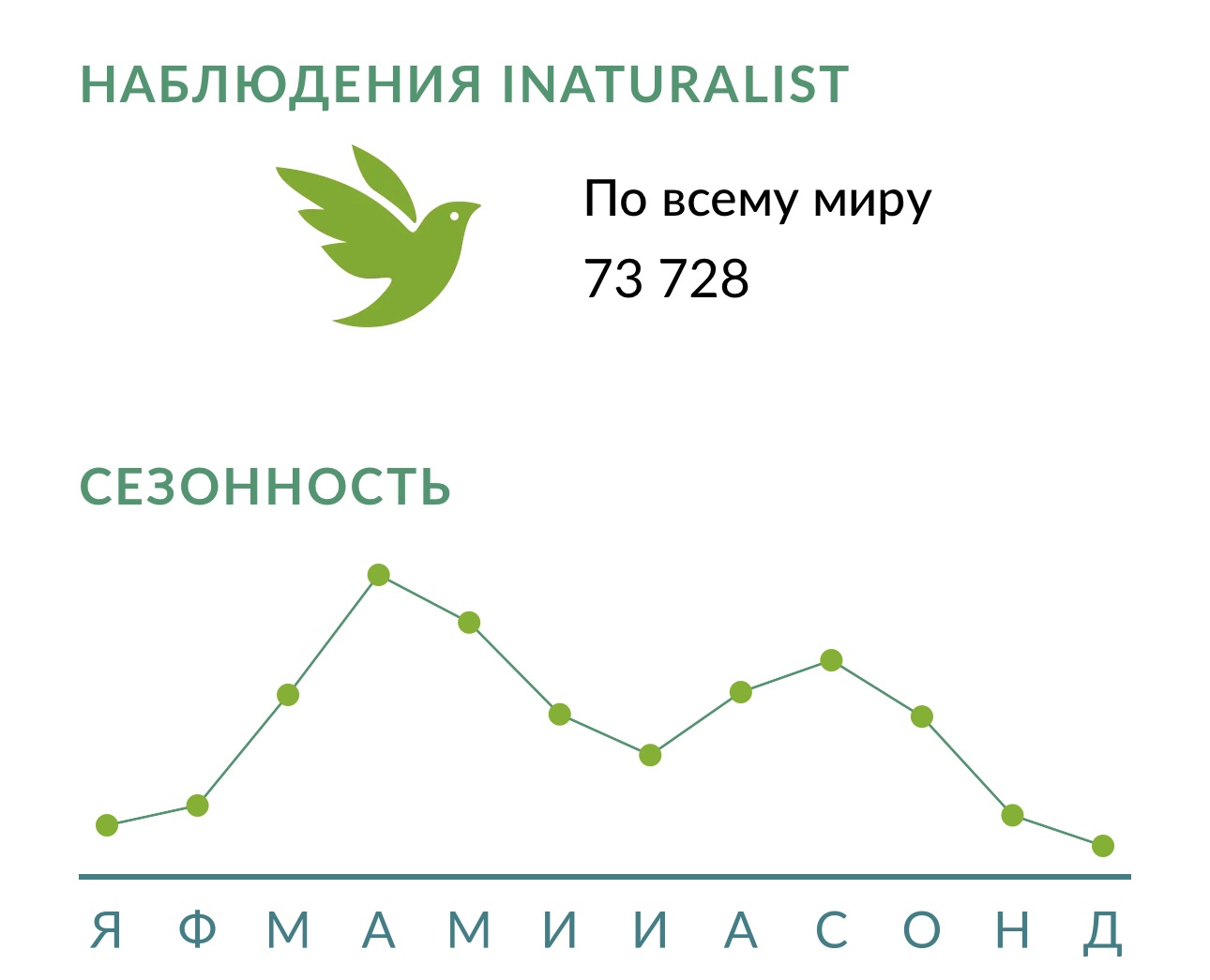 Белка обыкновенная