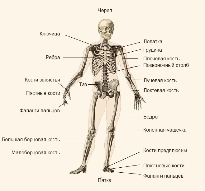 Скелет человека 