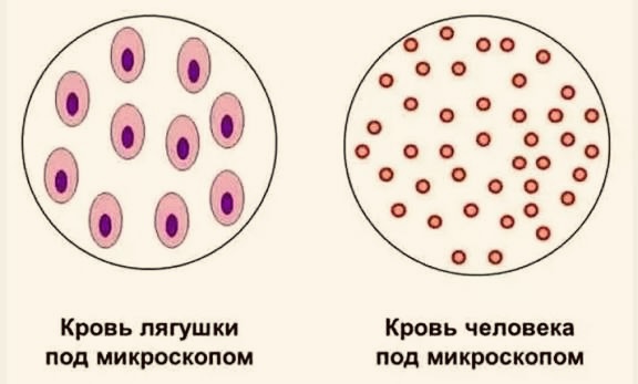 Сравнение эритроцита человека и лягушки 