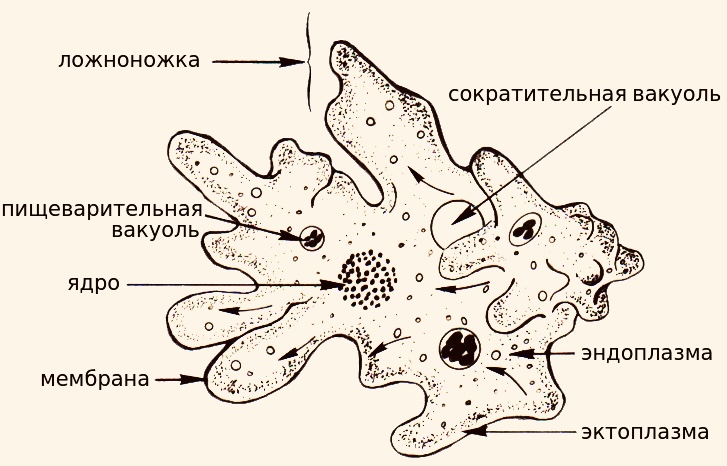 Строение амебы 