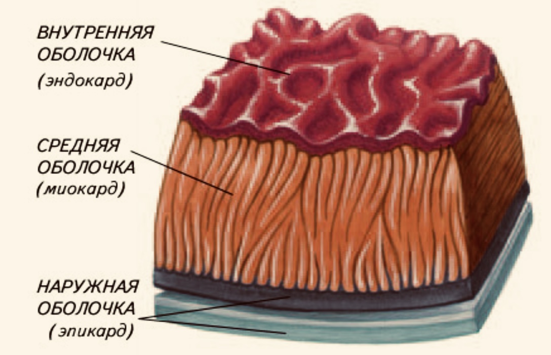 Слои сердца 