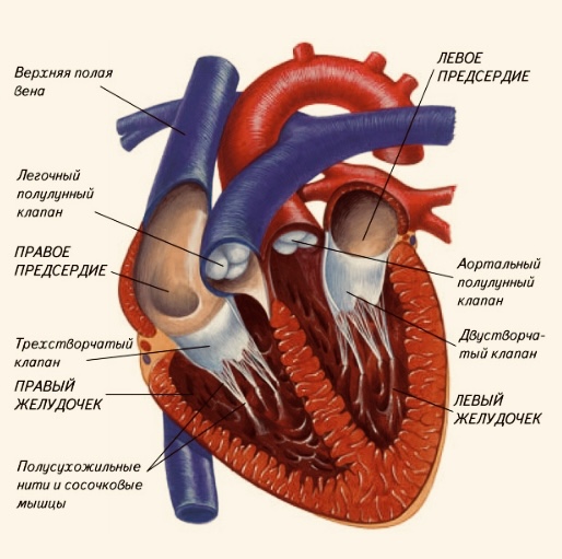 Строение сердца