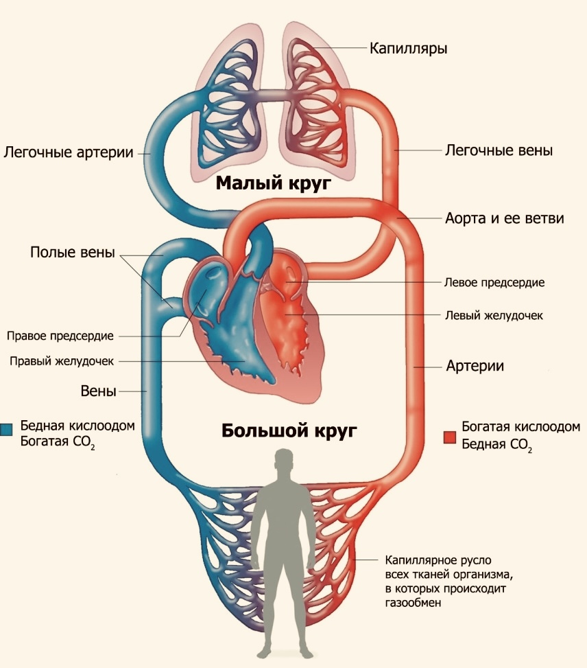 Круги кровообращения