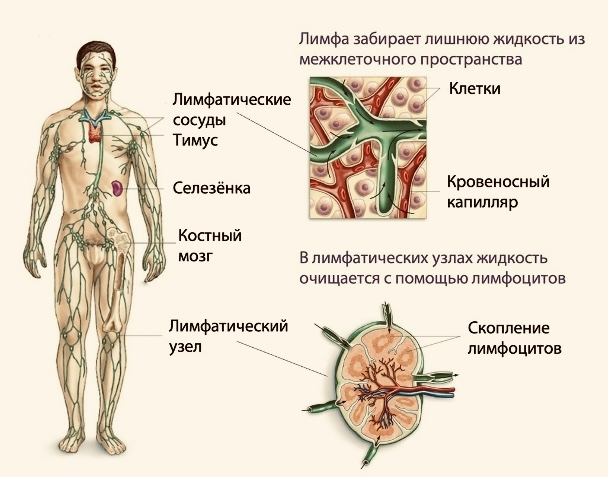 Строение лимфатической системы