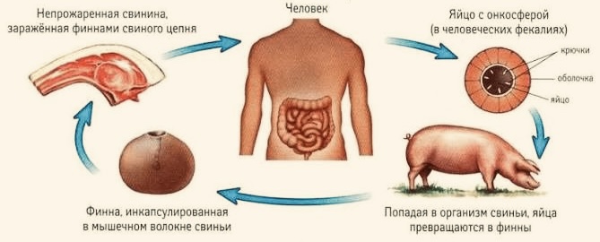 Жизненный цикл свиного цепня 