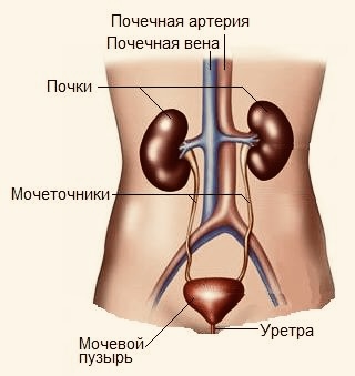 Строение мочевыделительной системы 