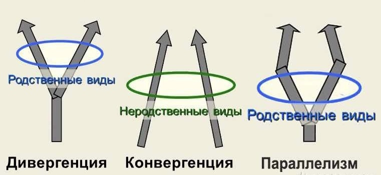 Конвергенция, дивергенция, параллелизм 