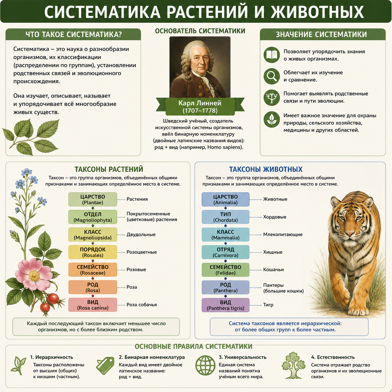 Систематика растений и животных 