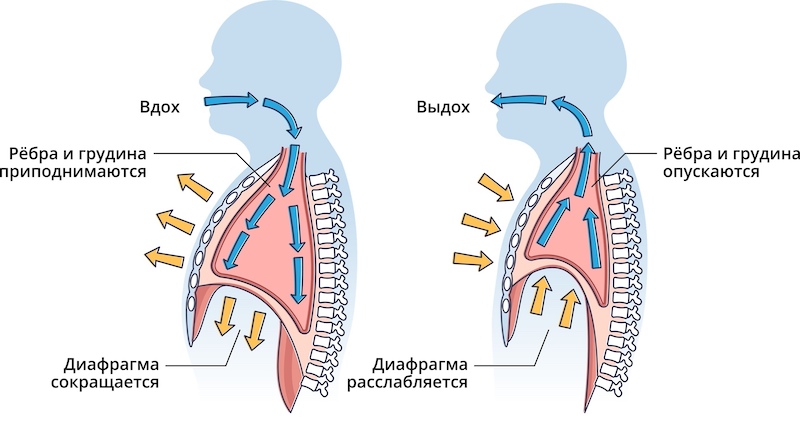 механизм вдох выдох